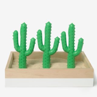 silly succulent cactus