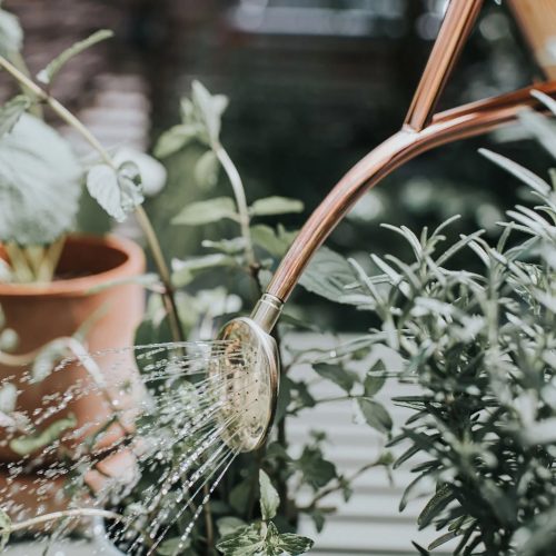 Copper Watering Can - Gessato Design Store