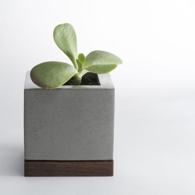 planter-concrete-and-walnut-5