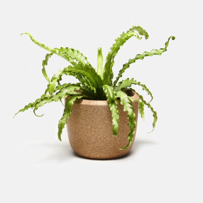 cloud-planter