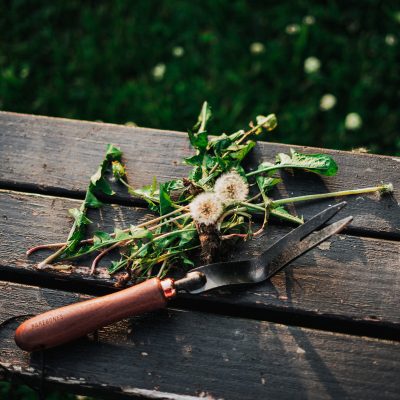 Dandelion Weeding Fork - Gessato Design Store