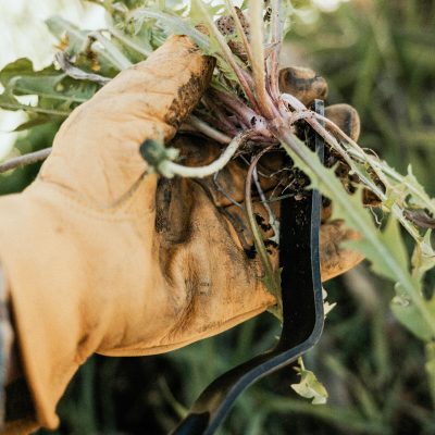 Dandelion Weeding Fork - Gessato Design Store