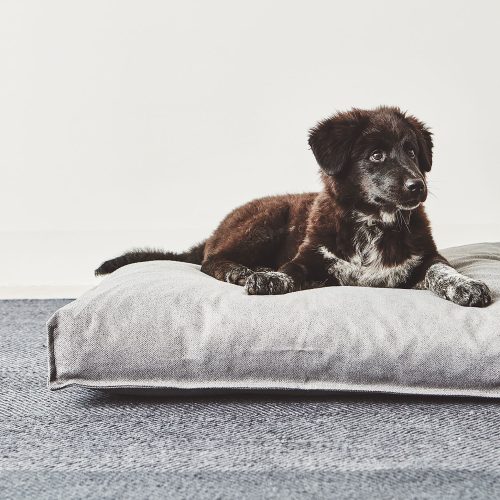 Divo Dog Cushion - Gessato Design Store