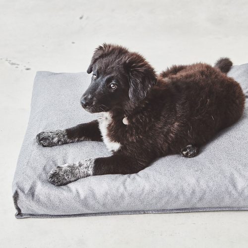 Divo Dog Cushion - Gessato Design Store