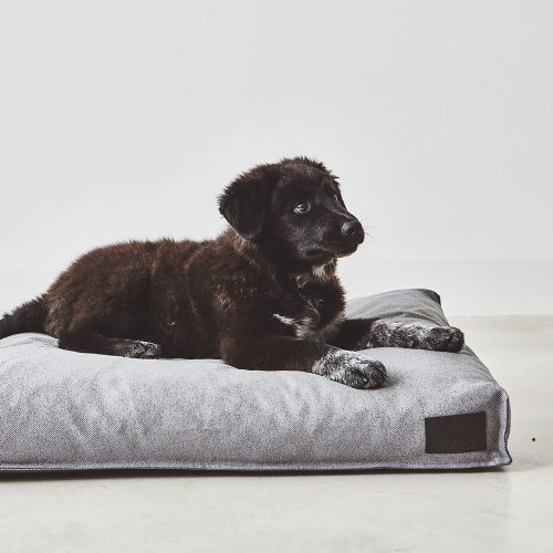 Divo Dog Cushion - Gessato Design Store