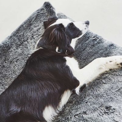 Felpa Dog Cushion - Gessato Design Store