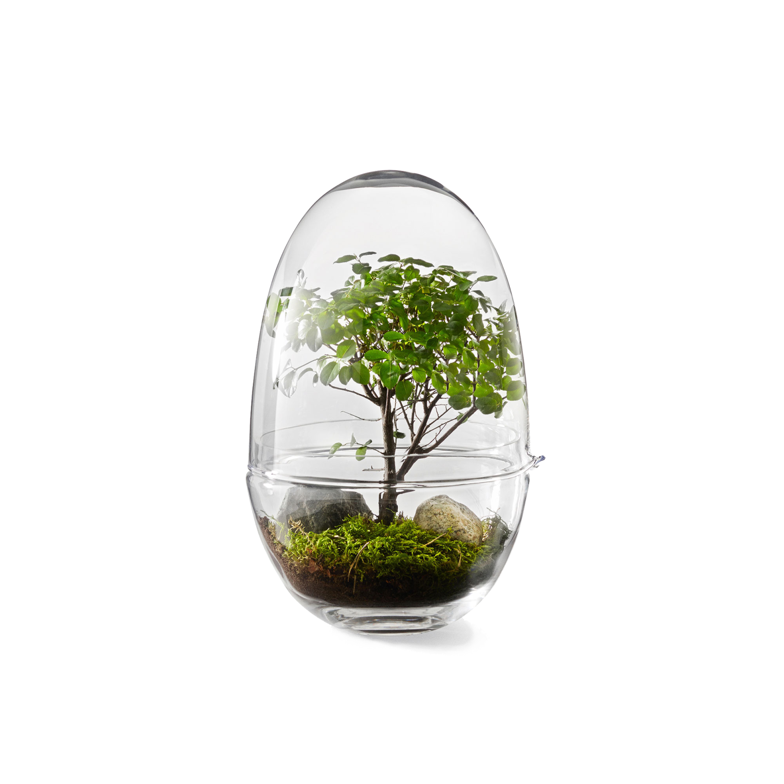 Grow Greenhouse, Glass Terrarium with Lid - Gessato Design Store