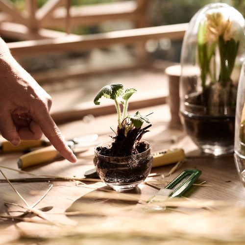 Grow Greenhouse, Glass Terrarium with Lid - Gessato Design Store