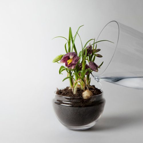 Grow Greenhouse, Glass Terrarium with Lid - Gessato Design Store