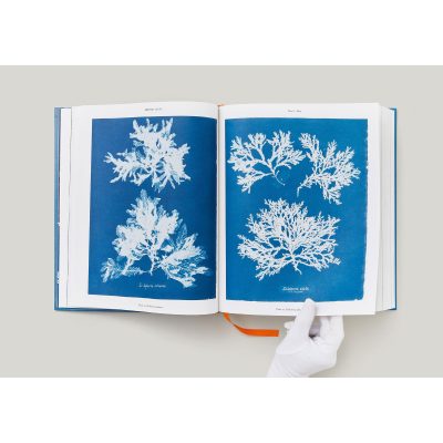 Anna Atkins. Cyanotypes - Gessato Design Store