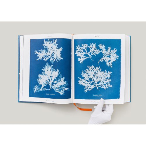 Anna Atkins. Cyanotypes - Gessato Design Store