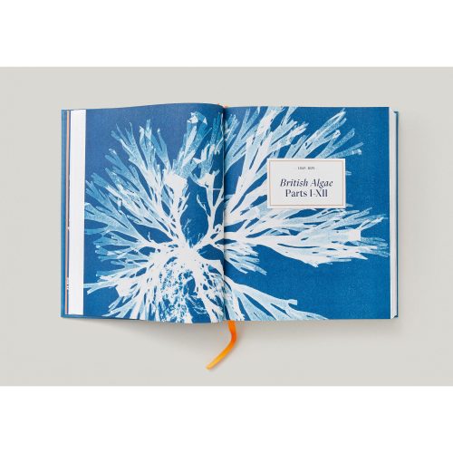 Anna Atkins. Cyanotypes - Gessato Design Store