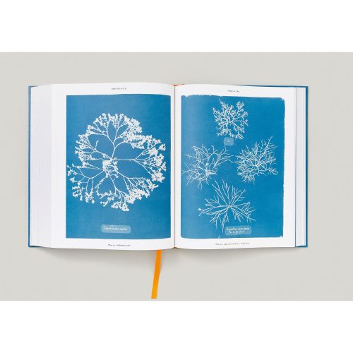 Anna Atkins. Cyanotypes - Gessato Design Store