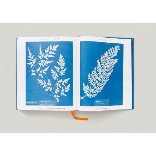 Anna Atkins. Cyanotypes - Gessato Design Store