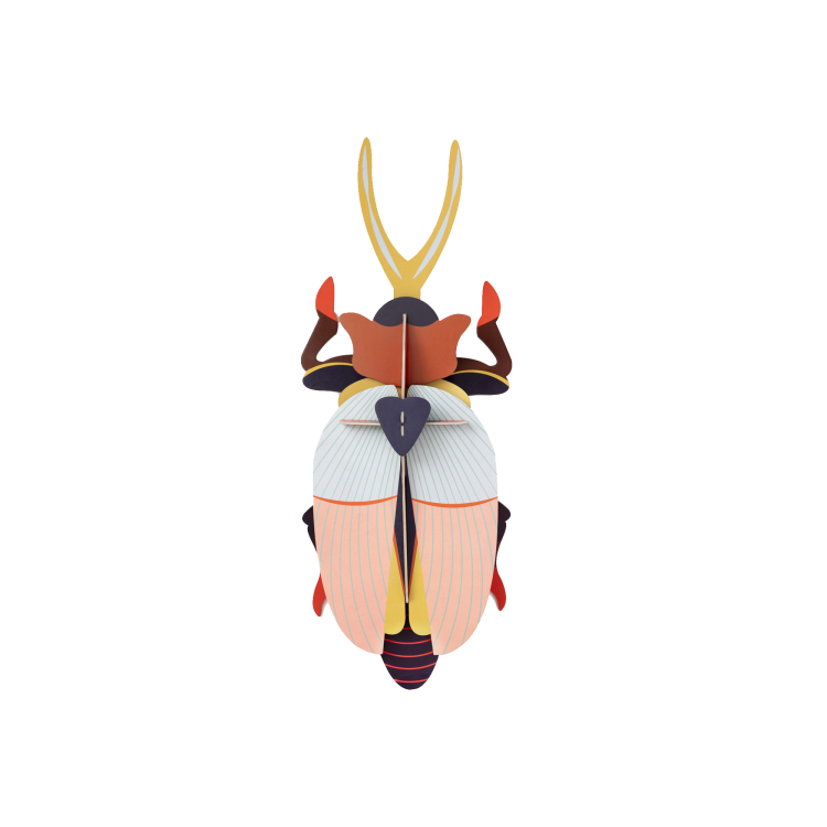 Rhinoceros Beetle