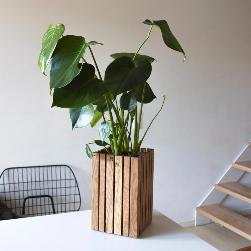 Squarely GrowSMALL Planter - Gessato Design Store