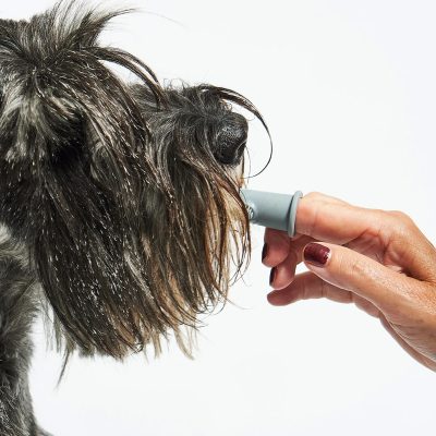 Dito - Dog Toothbrush, Set of 3 - Gessato Design Store