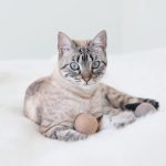 Globo - Cat Toy Ball, 3 Pack - Gessato Design Store