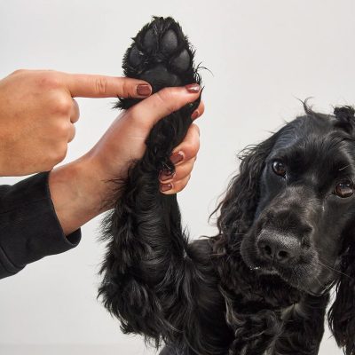 Zampa - Paw and Nose Balm - Gessato Design Store