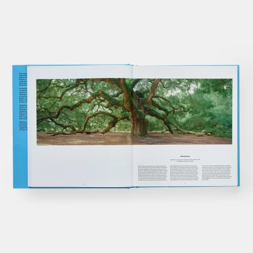 Tree: Exploring the Arboreal World - Gessato Design Store