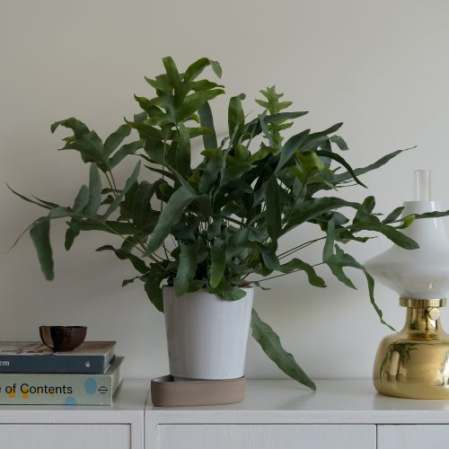 Sip Plant Pot - Gessato Design Store