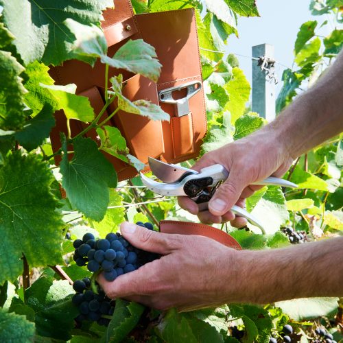 latelier-du-vin-x-felco-gessato-20