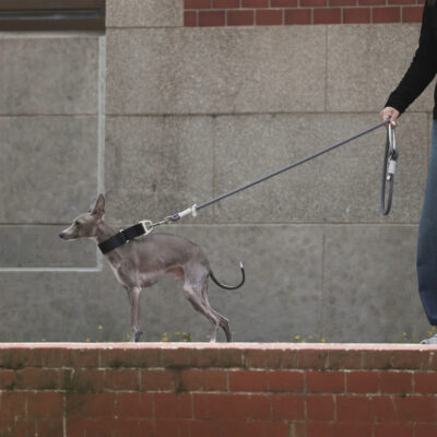 fos-leash-3