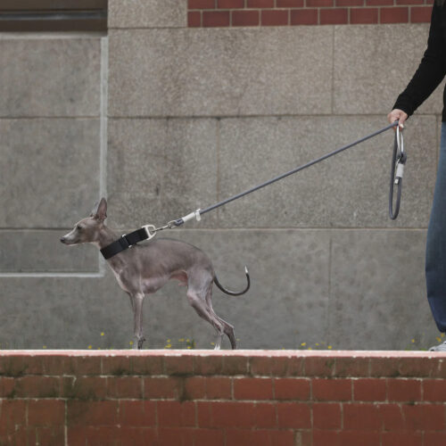 fos-leash-3
