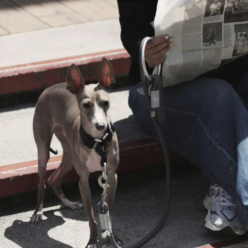 fos-leash-6
