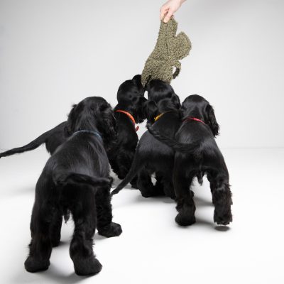 mimmo-dog-toy-11
