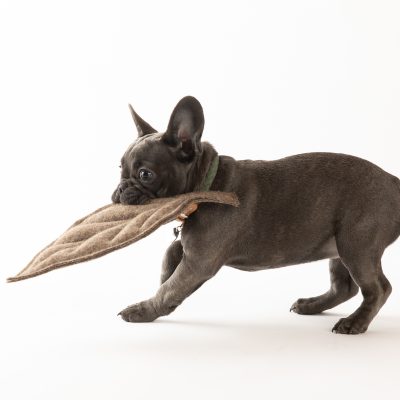 mimmo-dog-toy-3