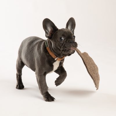 mimmo-dog-toy-7