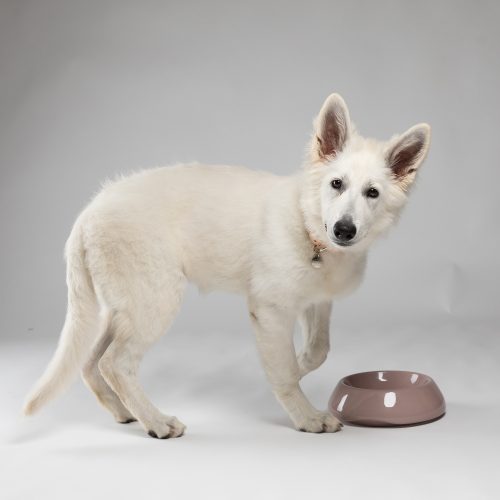 sarah-ceramic-dog-bowl-for-short-snout-dogs-gessato-1