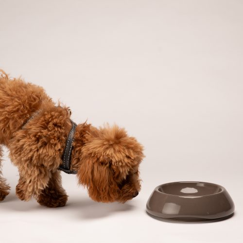 sarah-ceramic-dog-bowl-for-short-snout-dogs-gessato-5