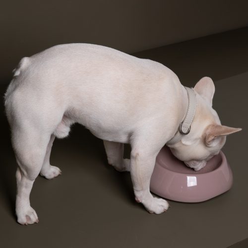 sarah-ceramic-dog-bowl-for-short-snout-dogs-gessato-6