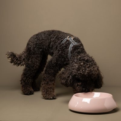 sarah-ceramic-dog-bowl-for-short-snout-dogs-gessato-7