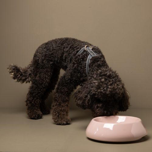 sarah-ceramic-dog-bowl-for-short-snout-dogs-gessato-7