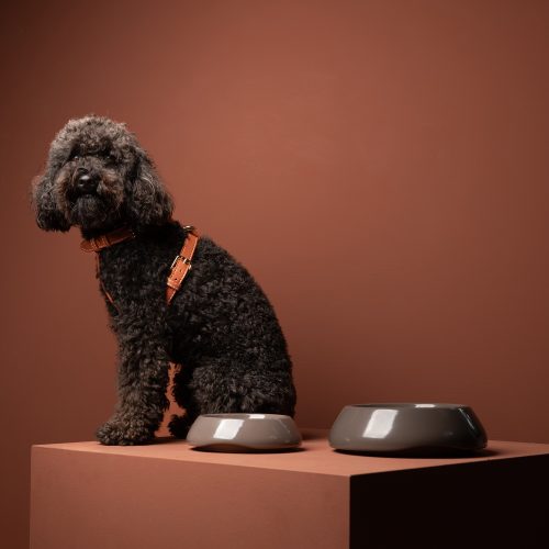 sarah-ceramic-dog-bowl-for-short-snout-dogs-gessato-8