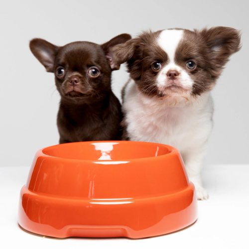sebastiao-italian-ceramic-dog-bowl-gessato-14