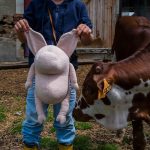 helmut-the-pig-4