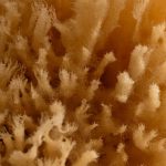 natural-grass-sea-sponge-1