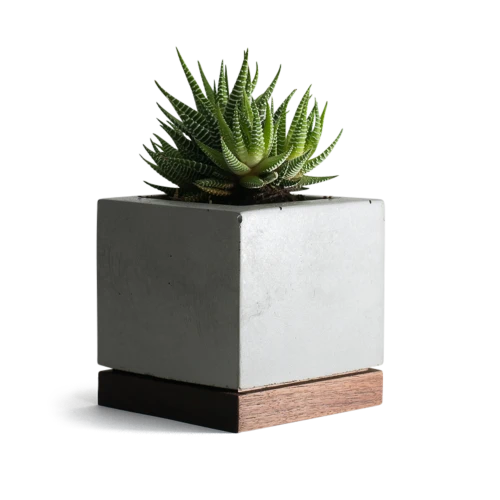 Planter, Concrete and Walnut