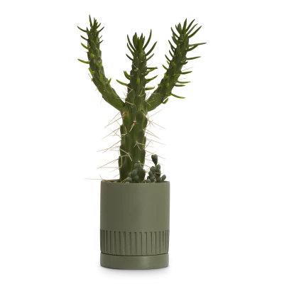 etch-planter-agave-1