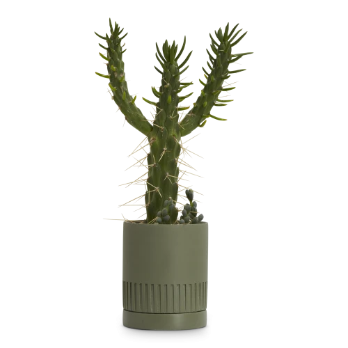 Etch Planter, Agave