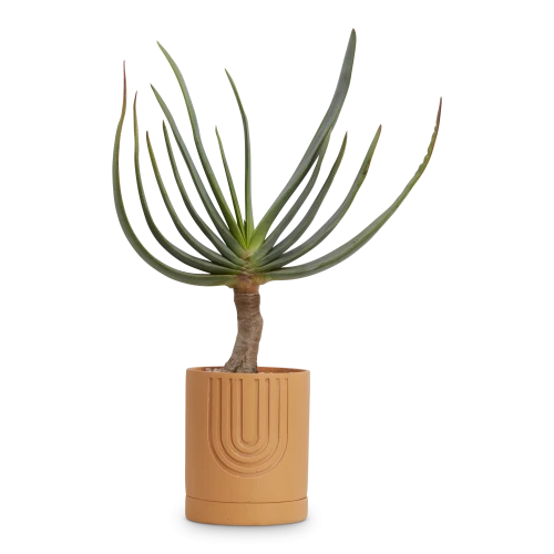Etch Planter, Desert