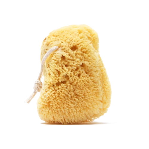 Yellow Sea Sponge