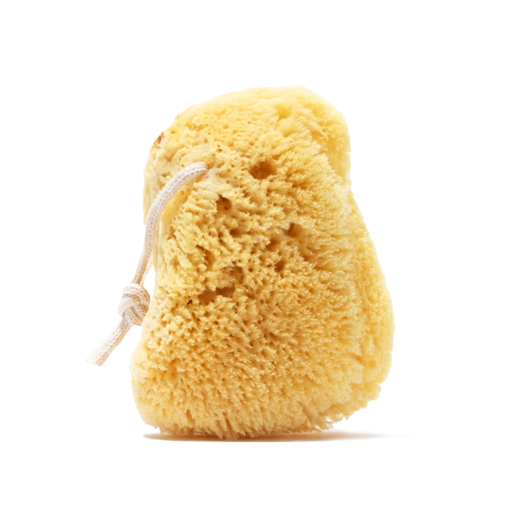 yellow-sea-sponge-large