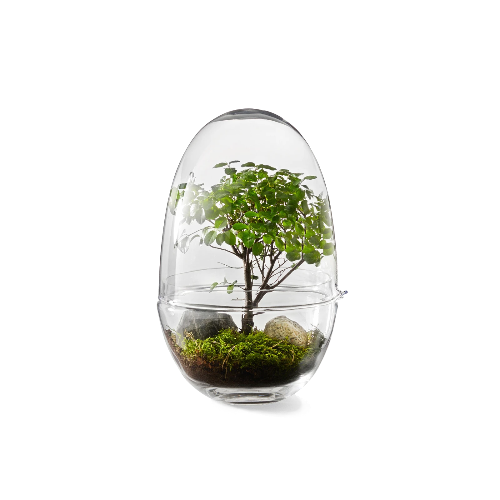 Grow Greenhouse, Glass Terrarium with Lid - Gessato Design Store