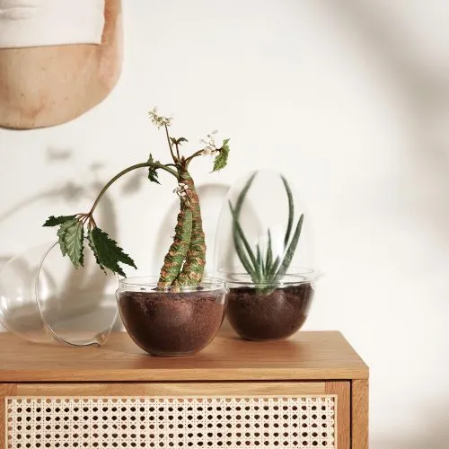 Grow Greenhouse, Glass Terrarium with Lid - Gessato Design Store