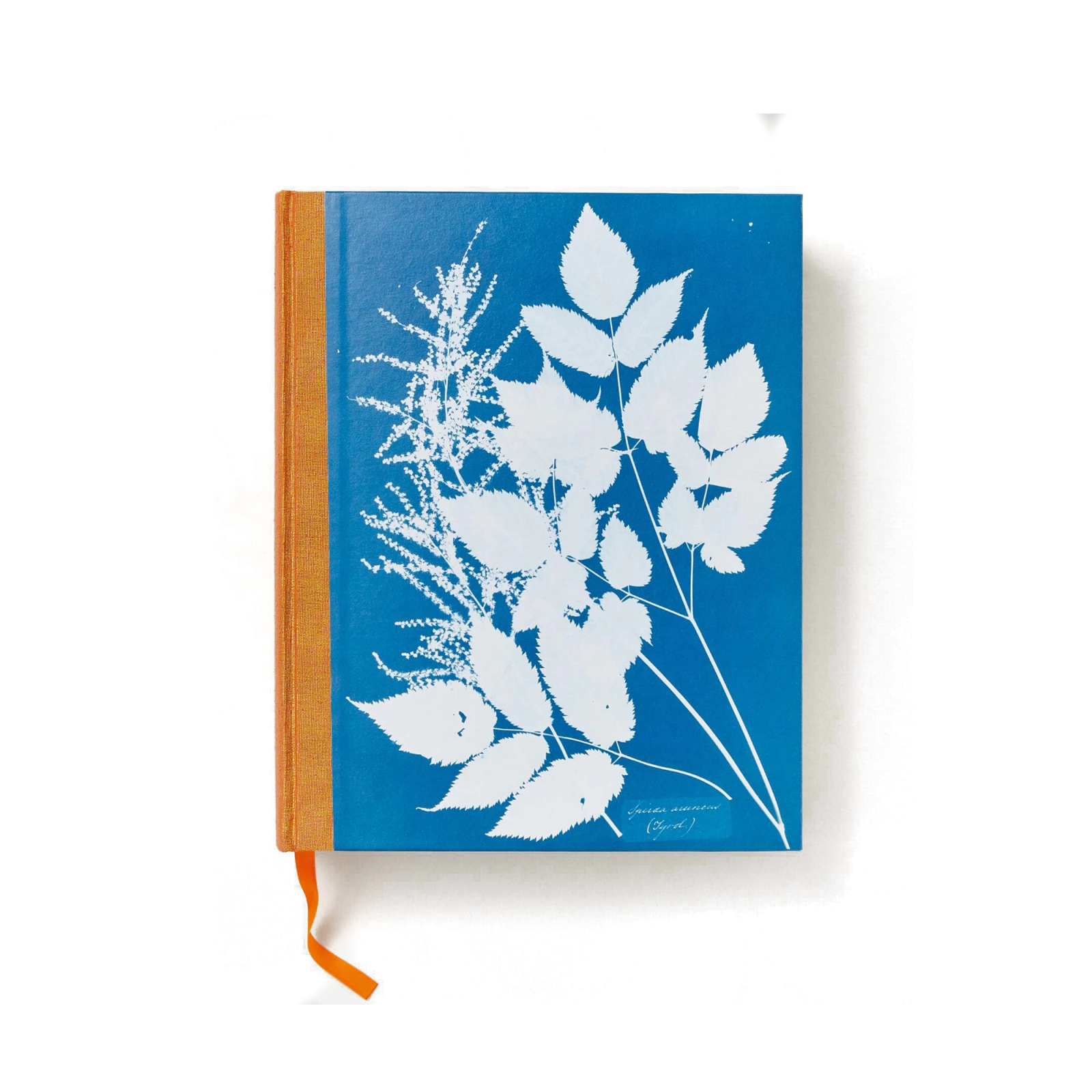 Anna Atkins. Cyanotypes - Gessato Design Store